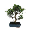 Ficus Bonsai 10 Anos - Estilo Informal