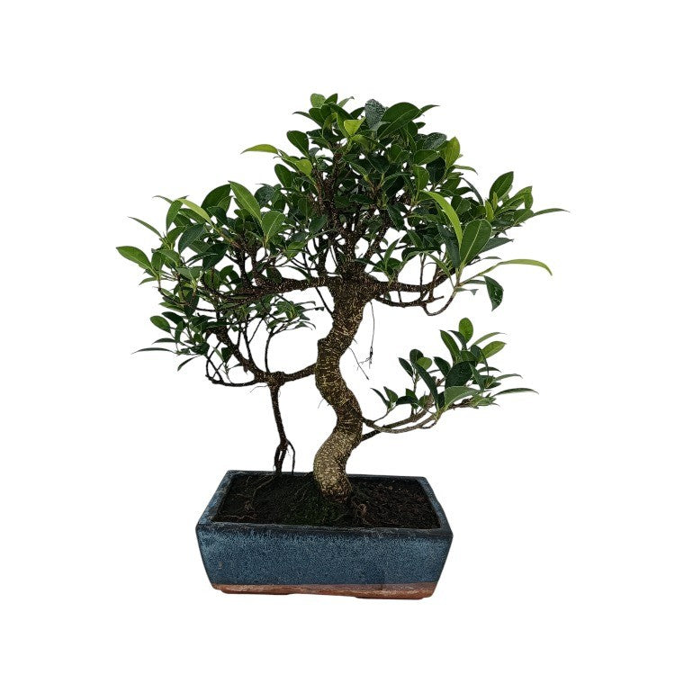Ficus Bonsai 10 Anos - Estilo Informal